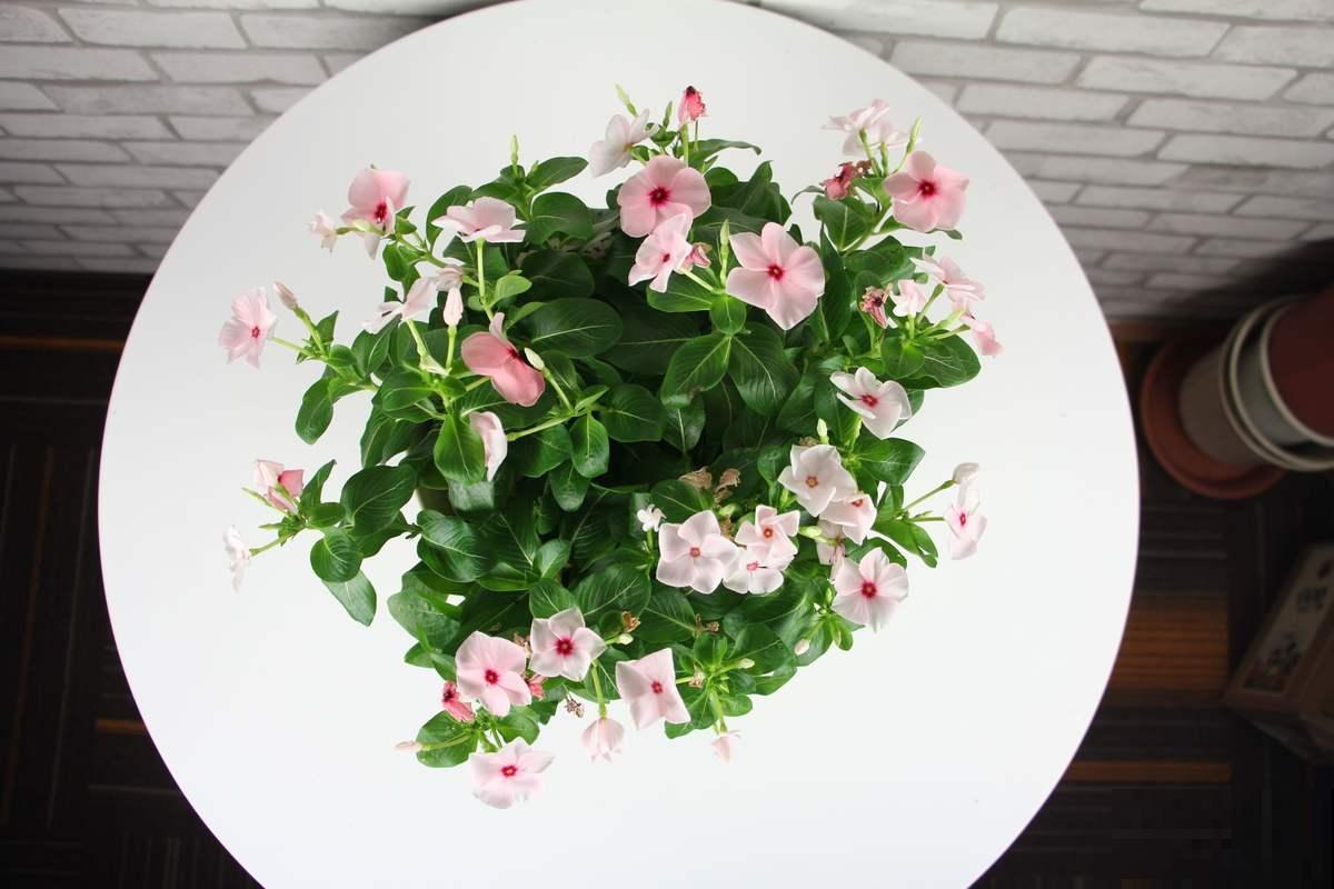 这4种植物生长速度很快，轻松开满整个阳台，急性子不要错过！