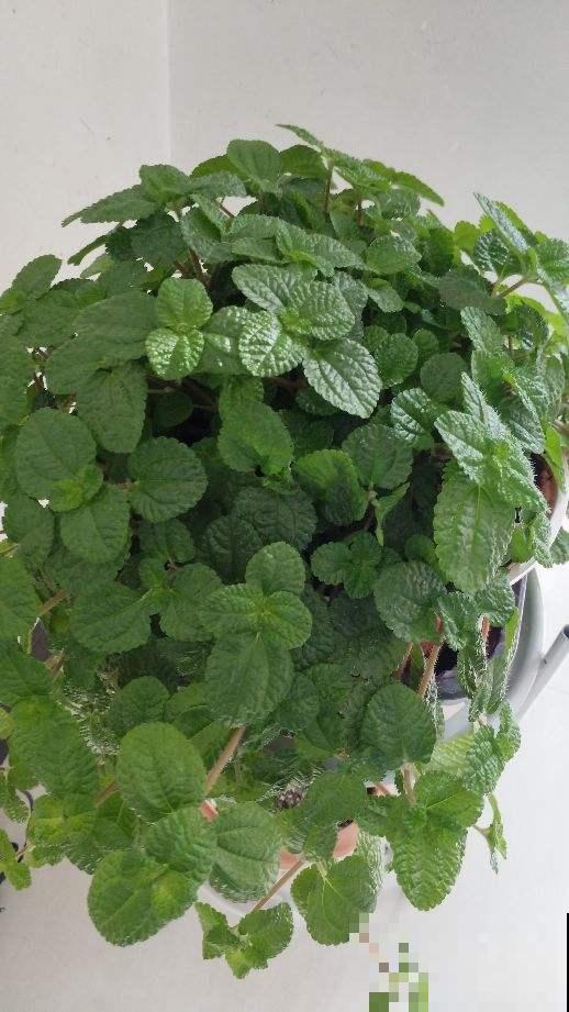 4种花养在卫生间,耐阴好养活,香味清新四溢 4种花养在卫生间,耐阴好养活,香味清新四溢