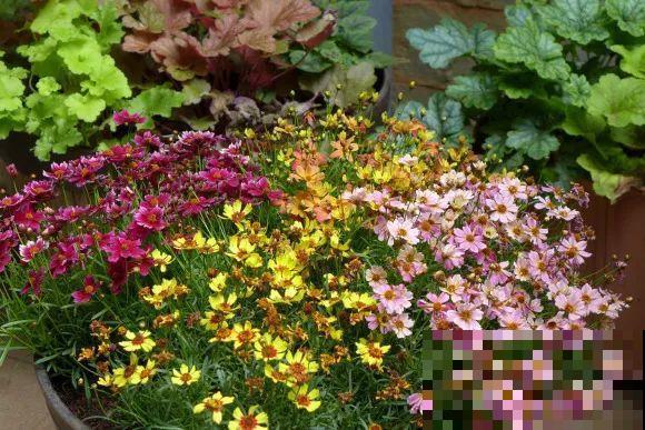 春天暖和了，6种花疯狂冒花苞，拦都拦不住