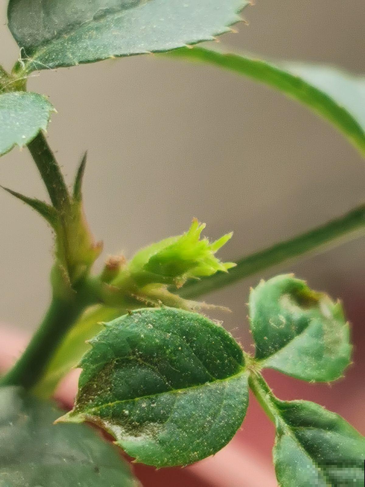 春天快到了，植物容易遭受虫害，学会治疗方法最重要
