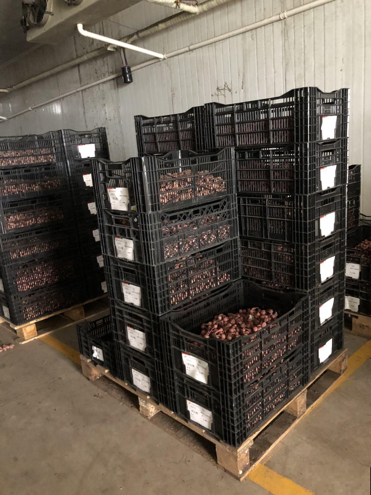 多菌灵不会用，就算春天买再多花，最后可能也死翘翘