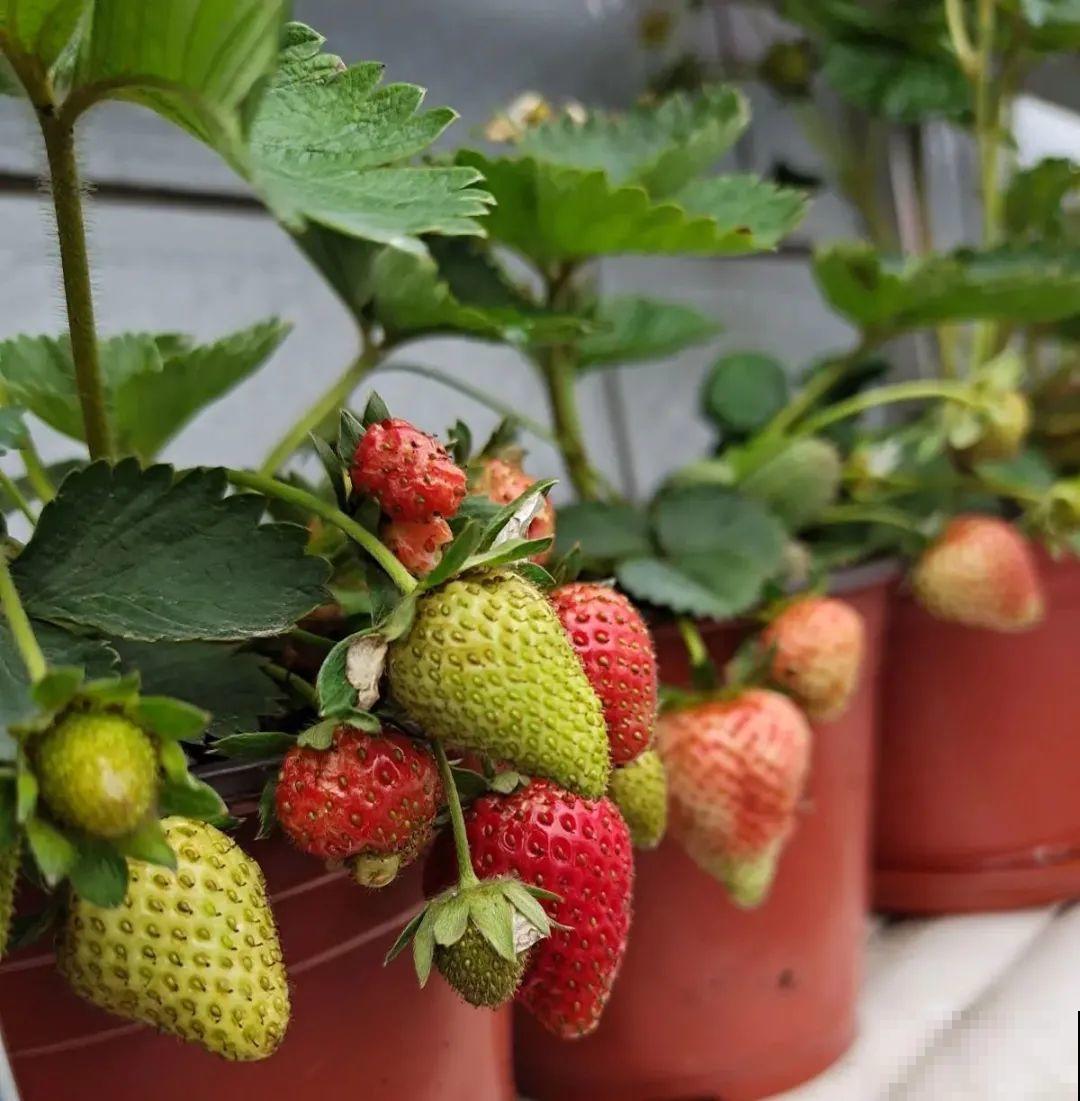 1盆苹果卖300块,为啥这么贵,难道是金苹果? 1盆苹果卖300块,为啥这么贵,难道是金苹果?