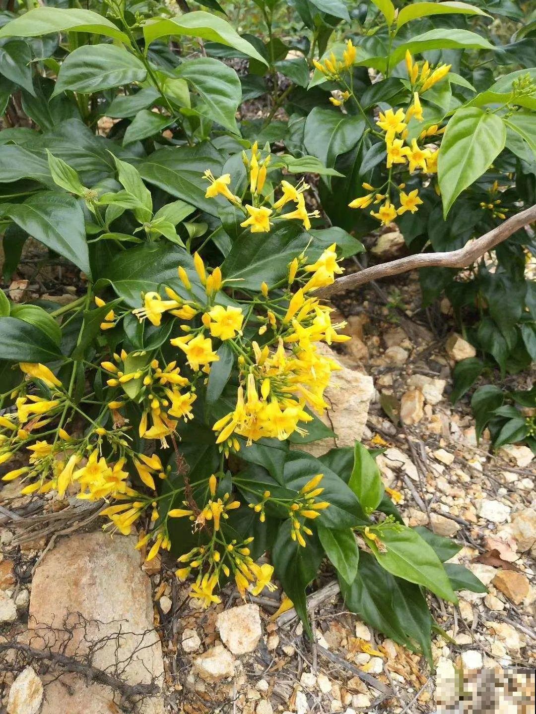 花长得像蔬菜，那也不能吃，有毒的！