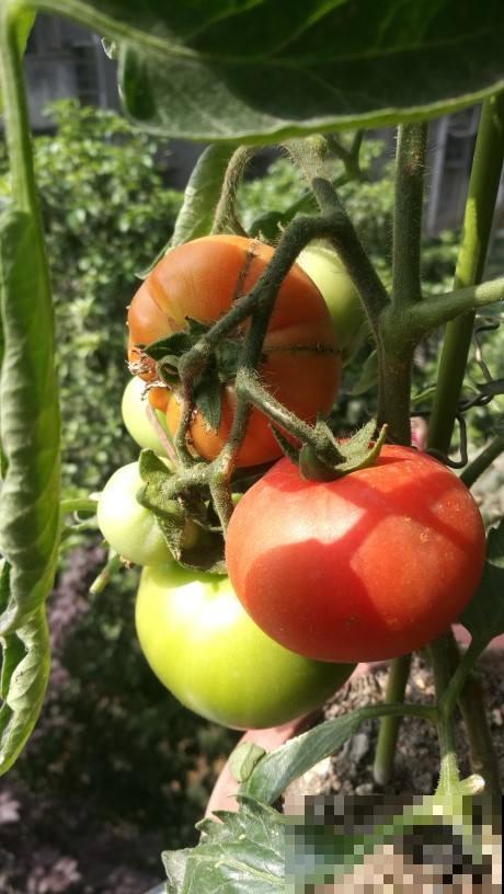 常见蔬菜的挑选方法，多记住一条，菜市场的好菜都是你的！