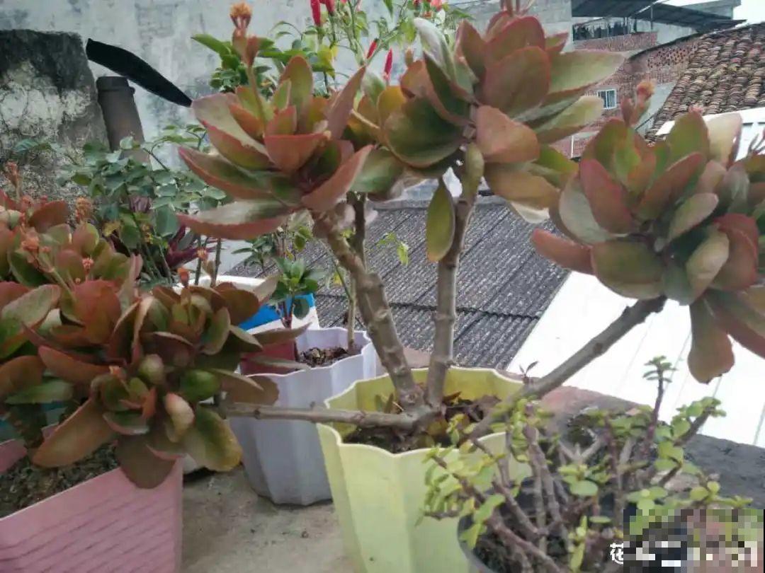 水仙要想开花,坚决不能长成高个子,不然今年没花看! 水仙要想开花,坚决不能长成高个子,不然今年没花看!