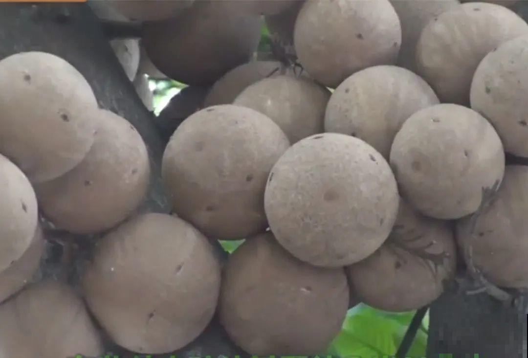 听说有的花能吃人,听着都害怕,是真的吗? 听说有的花能吃人,听着都害怕,是真的吗?