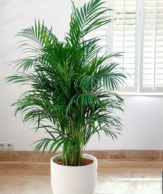 散尾葵是“天然加湿器”，叶子油绿，清新养眼！