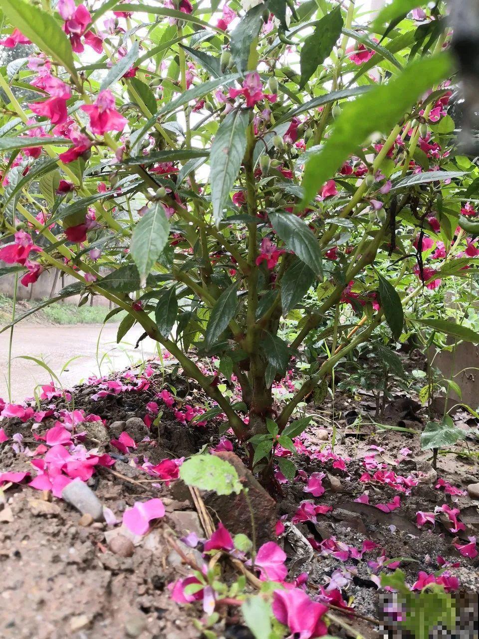 只需要种一次的花，年年疯长，除都除不尽