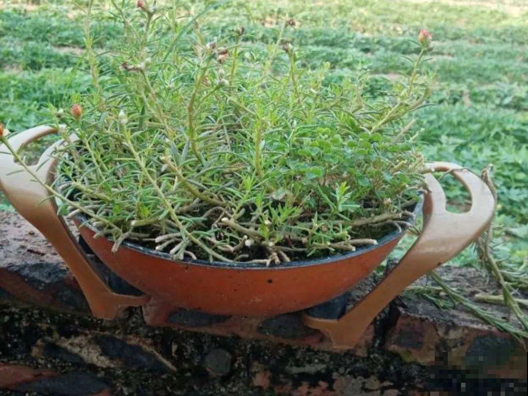 10个养花偏方,一般人我不告诉他,养花太好用 10个养花偏方,一般人我不告诉他,养花太好用