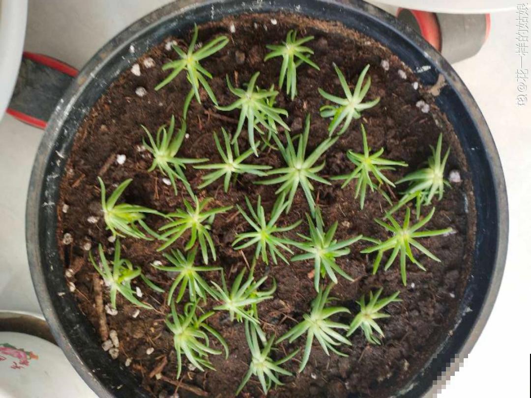 7种“剃头花”，正月下剪刀，下个月就爆盆