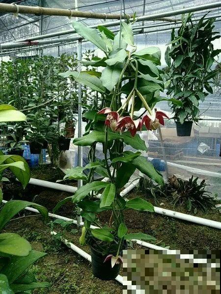 花市10块钱买的花，开花之后身价倍增，真赚了！