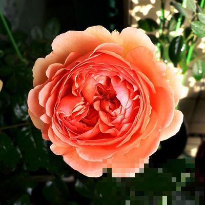 公认好养的月季品种，随便养一盆，轻松开成“大花海”