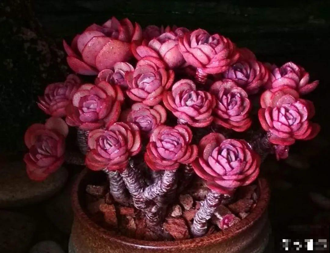 寒潮过后，多肉美出天际，颜色鲜艳明亮，真馋人！