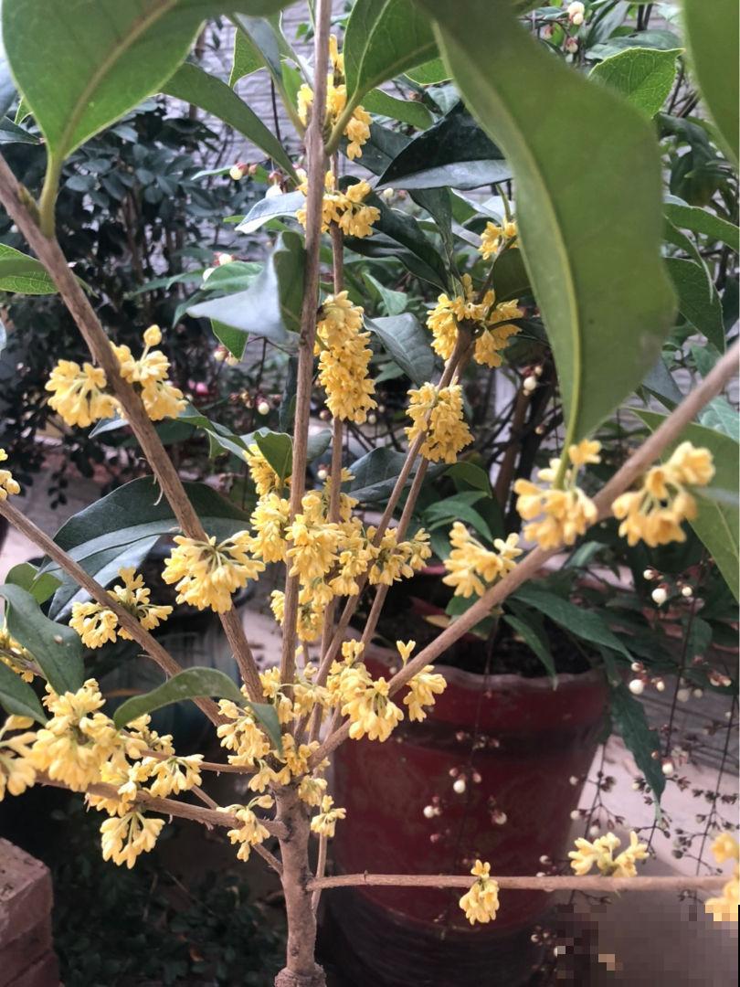 家里养盆守家树，镇宅纳福，一年到头红红火火