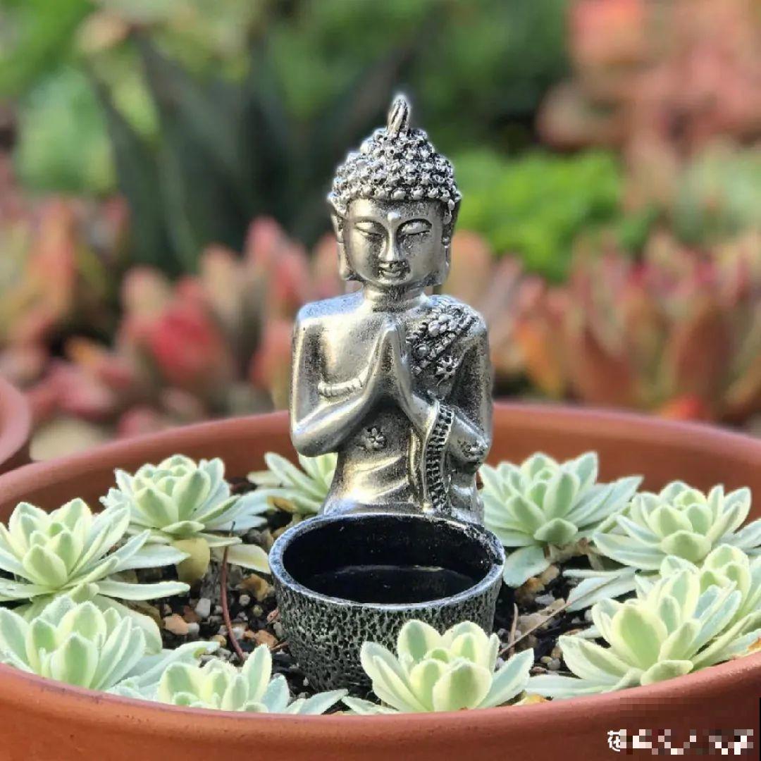 多肉塞进一个盆里，像是艺术品，颜值高了好几个档次！