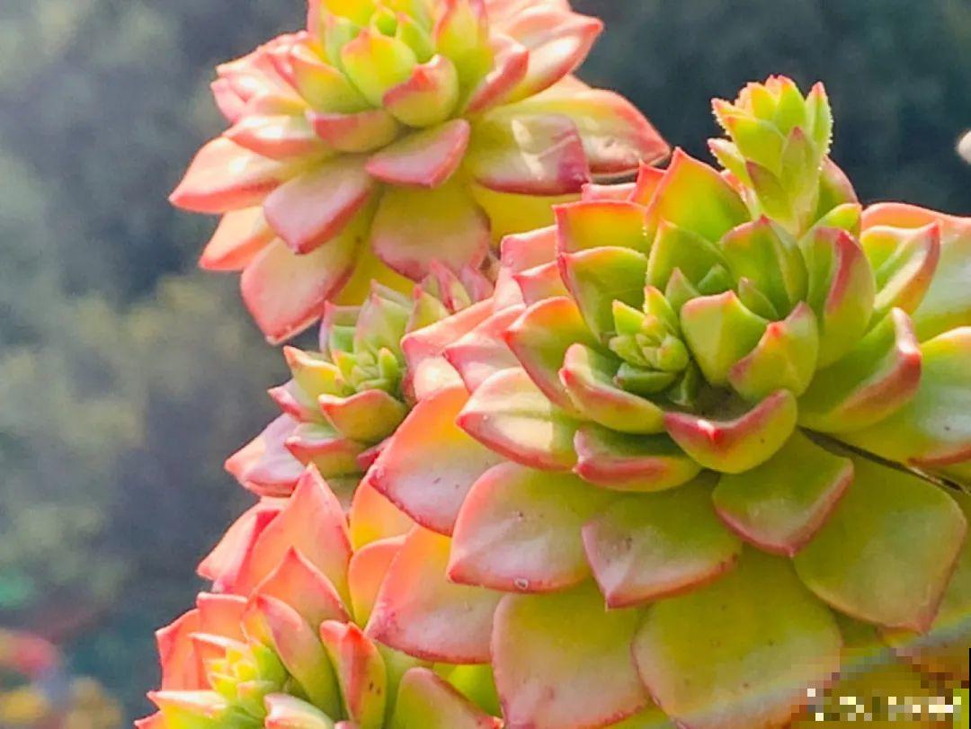 小阳台也能养多肉，一尺一寸，都是繁华！