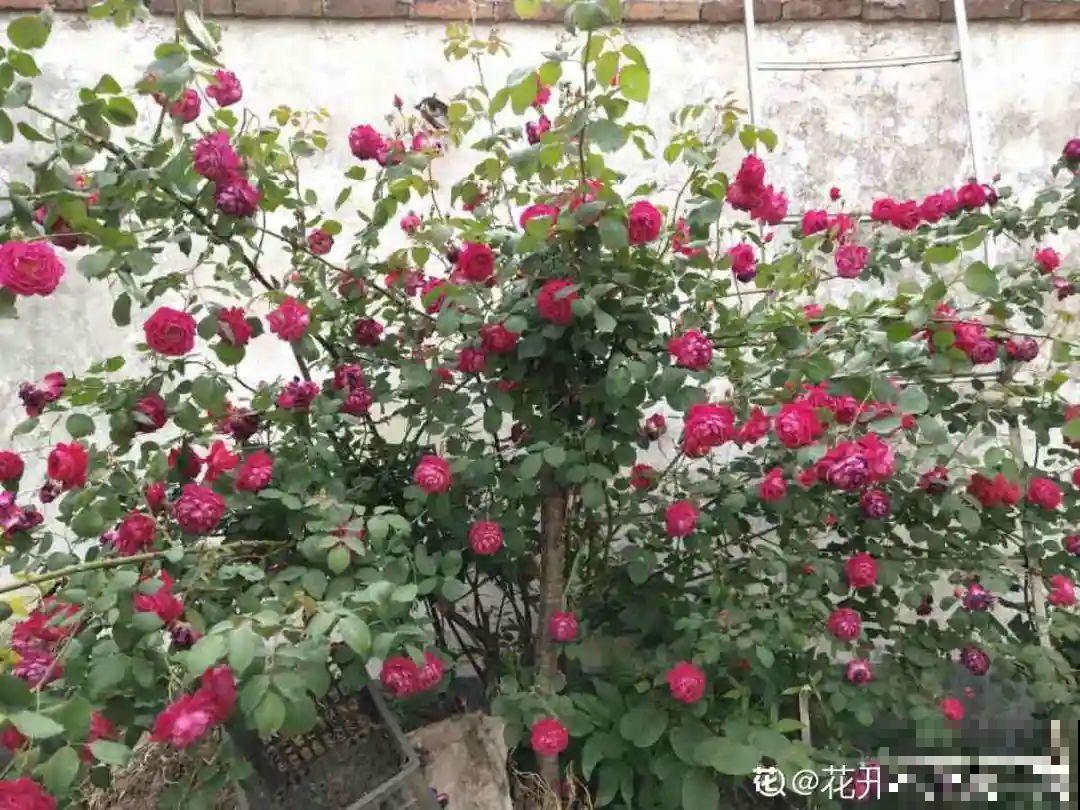 月季12个月计划表，按照这个养，大花墙不是梦！