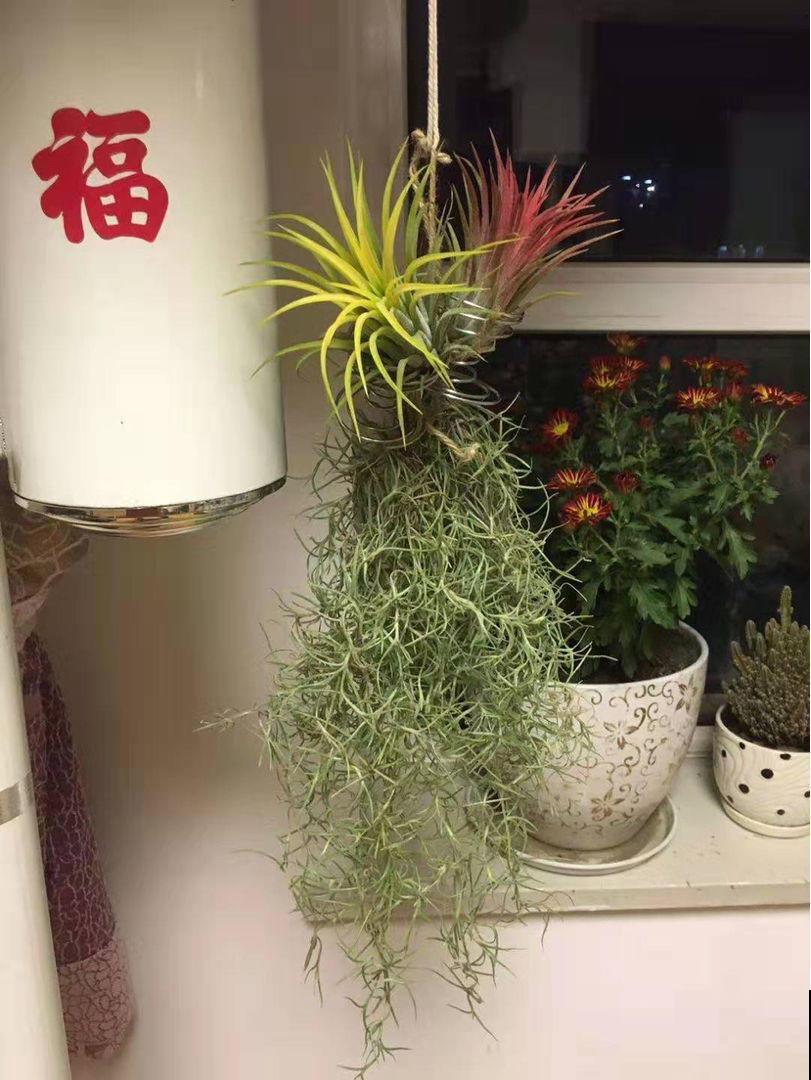 家里养盆空气凤梨，没想到有这么多好处，太实用了！