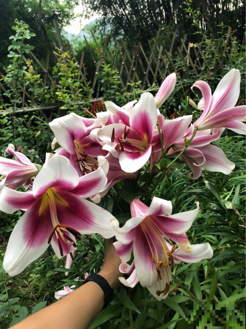 有院子春天养3种花，一旦开花就让人“眼红”，谁见了都喜欢