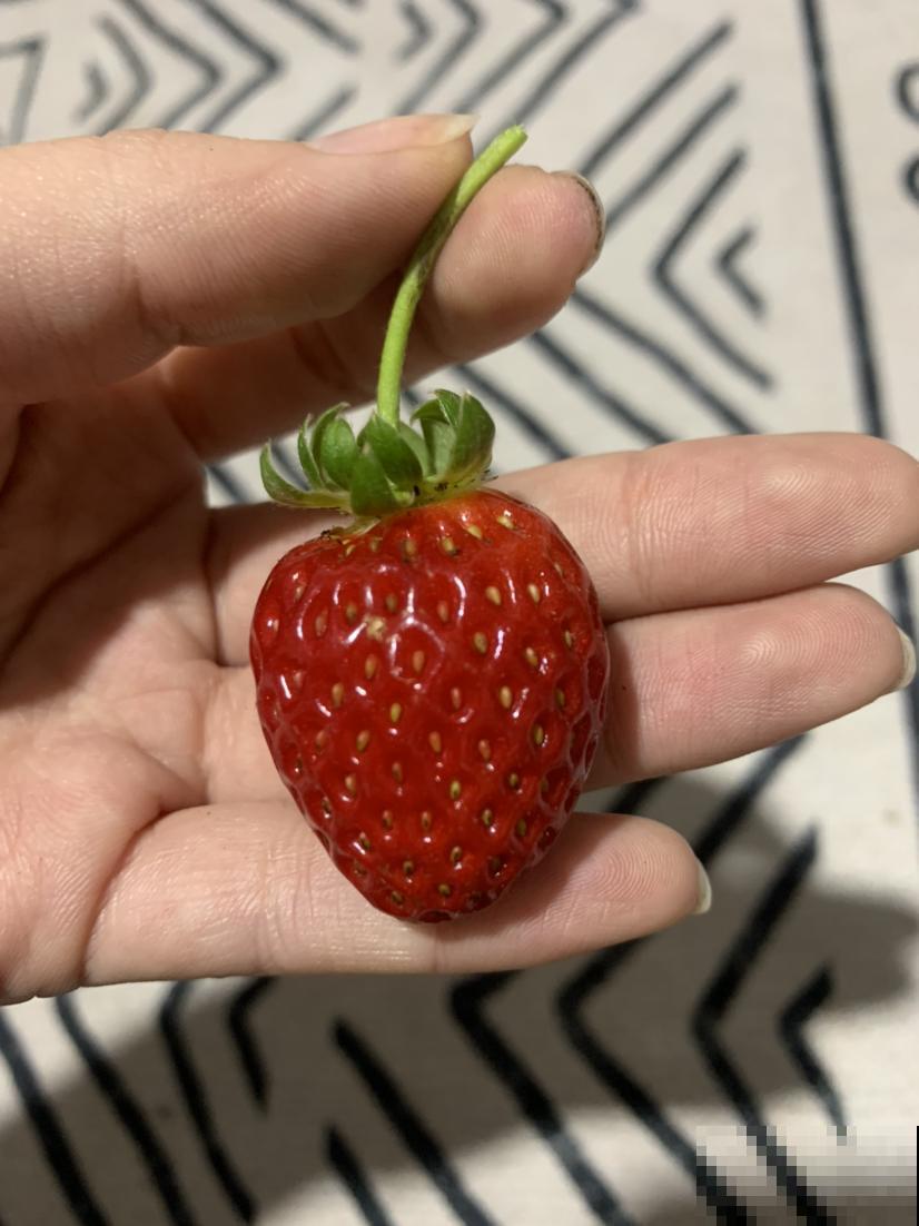 草莓50块钱一斤,不如自己在家种盆栽,想吃多少摘多少 草莓50块钱一斤,不如自己在家种盆栽,想吃多少摘多少