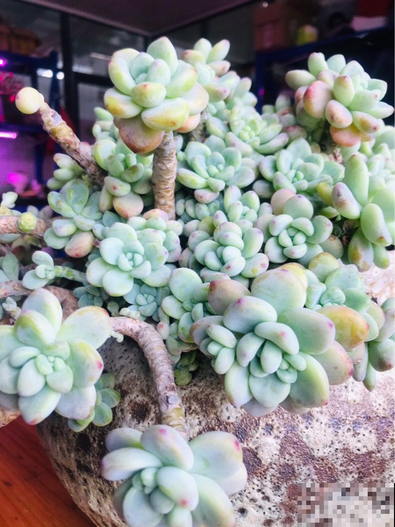 冬天养多肉,叶心的一滴水,就有可能烂叶 冬天养多肉,叶心的一滴水,就有可能烂叶