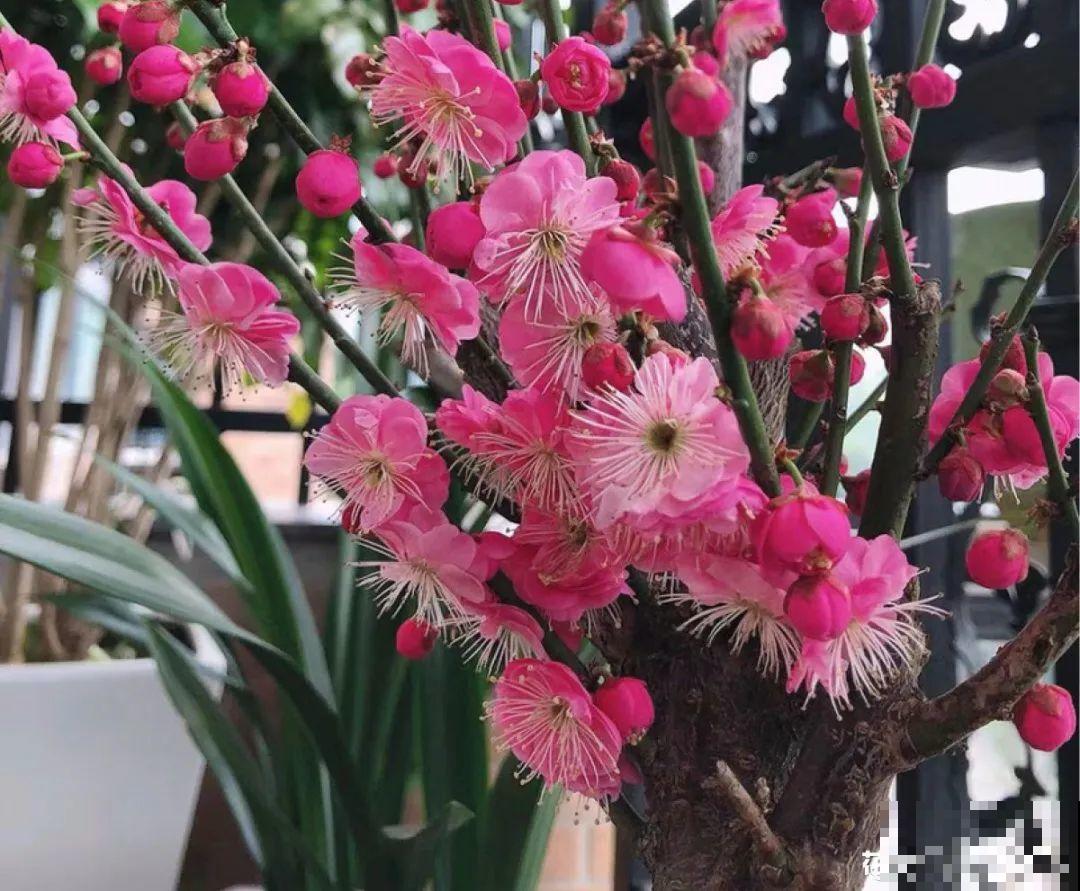 冬天的香水花，养1盆满屋子飘香，千万不要放卧室