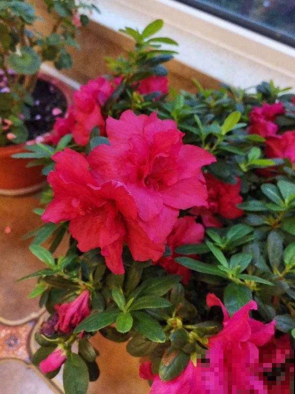 3种花天生“娇气”，冬天难养好，室内条件不好就别养