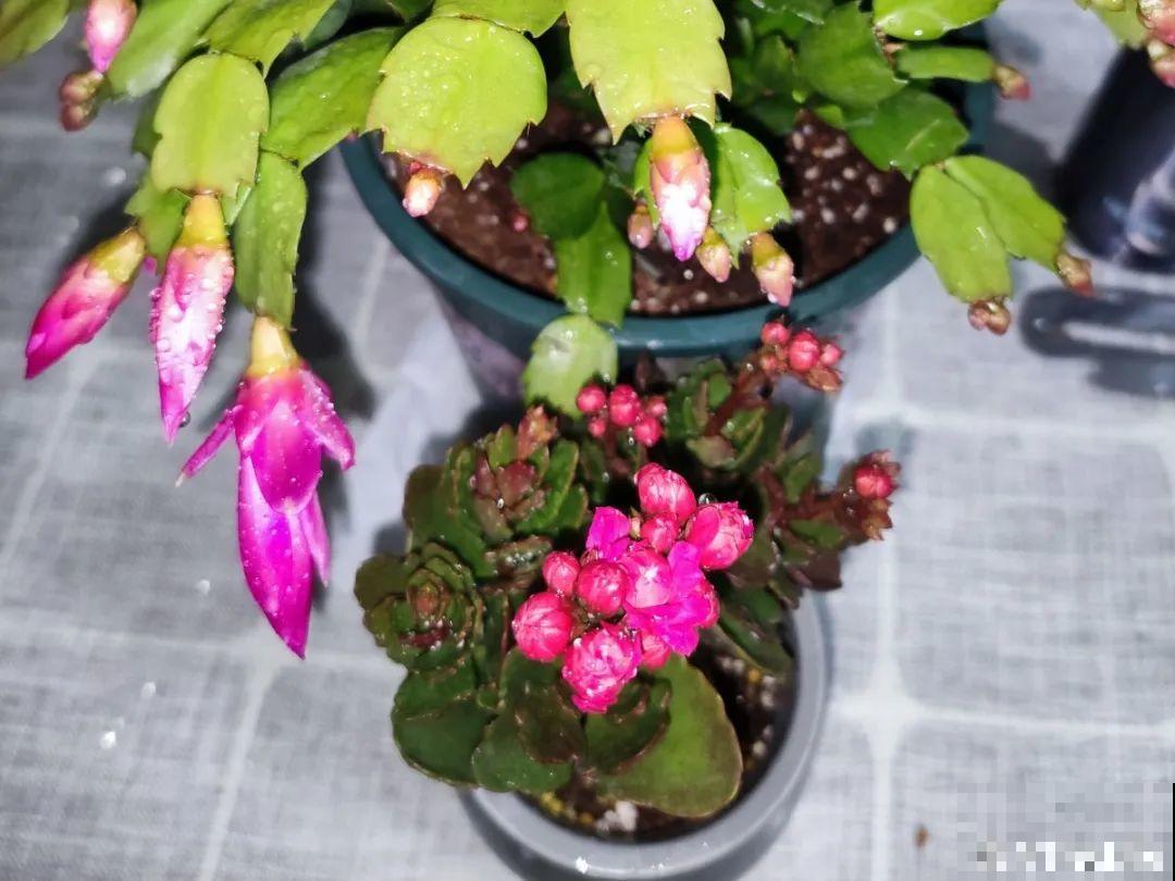 腊月养花禁忌，一定要保暖，不然花很快就死