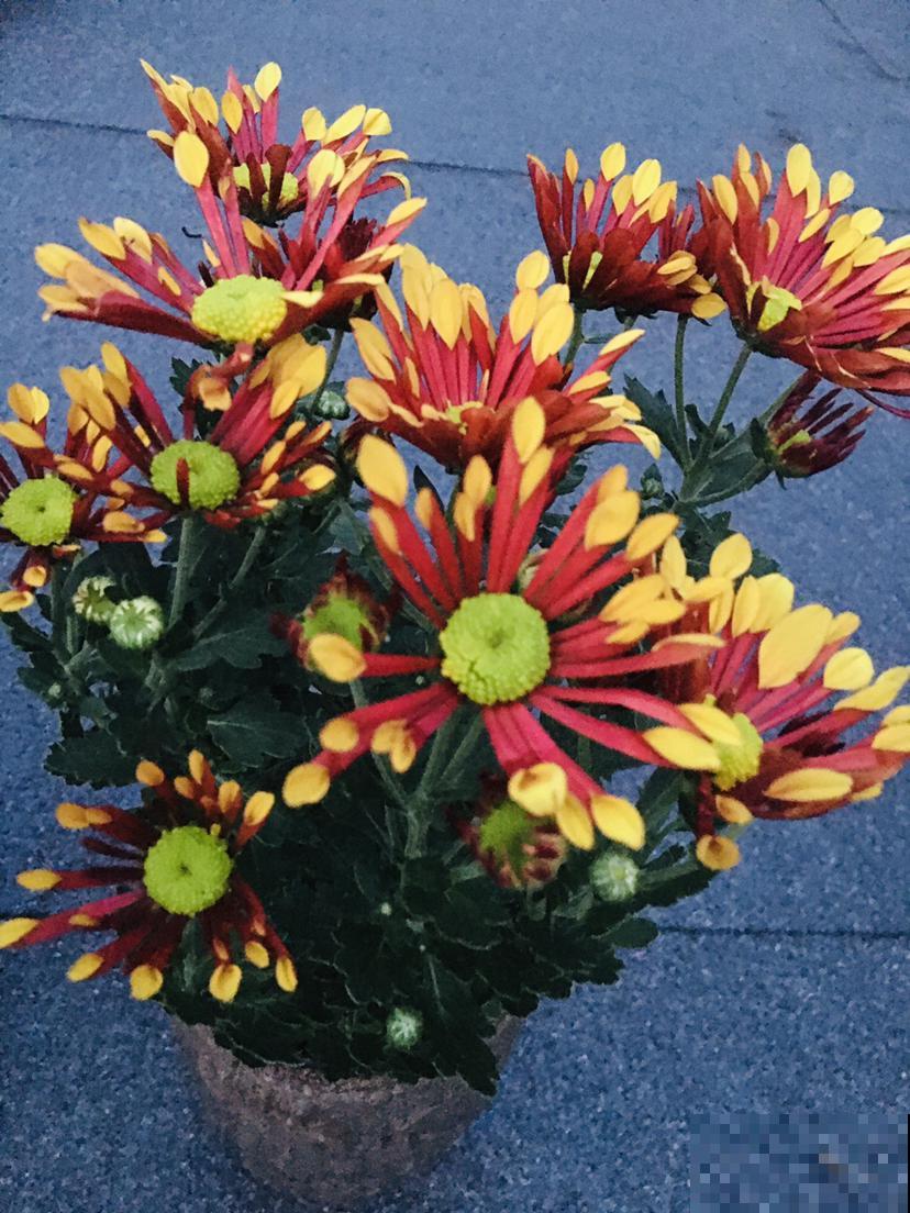 新手买花,要注意4个方面,才能选到好花 新手买花,要注意4个方面,才能选到好花