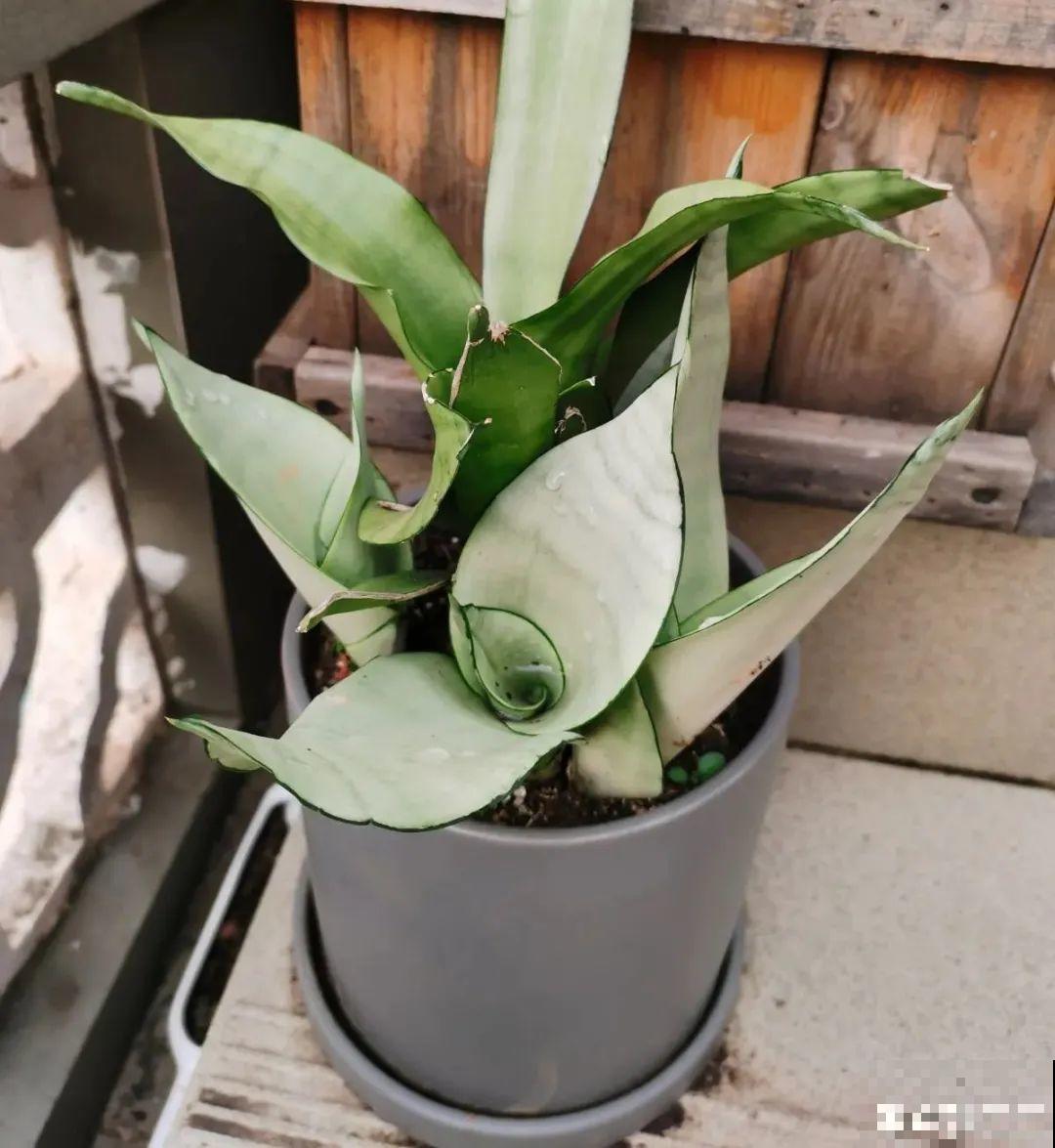 5度以下,常见的21种花必须断水,不然都烂根了 5度以下,常见的21种花必须断水,不然都烂根了