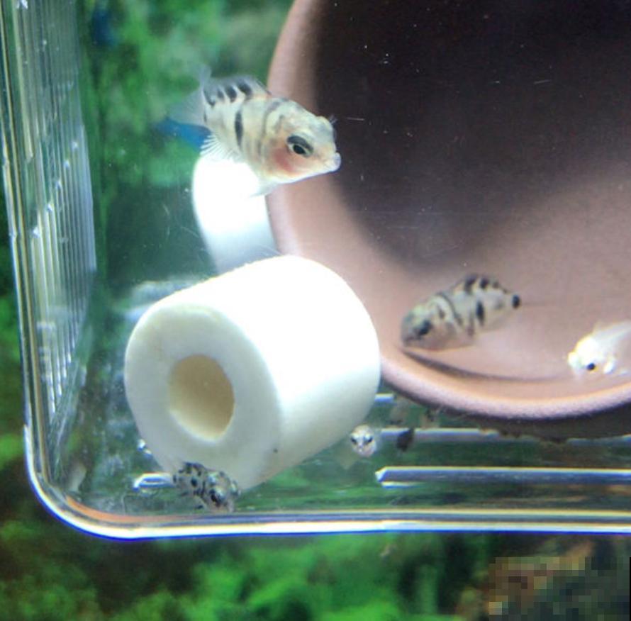 养鱼水浇花肥效好？为啥越浇越坏？这3点要注意！