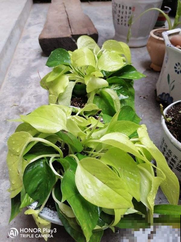 那些花市上的智商税，你成功躲避过几个？