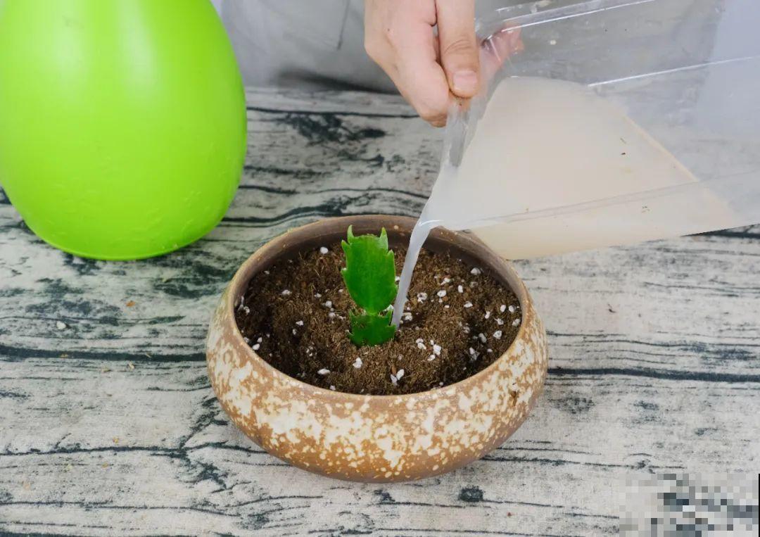 现在扦插超好活，剪根枝，捂3天，冒出狗牙根！