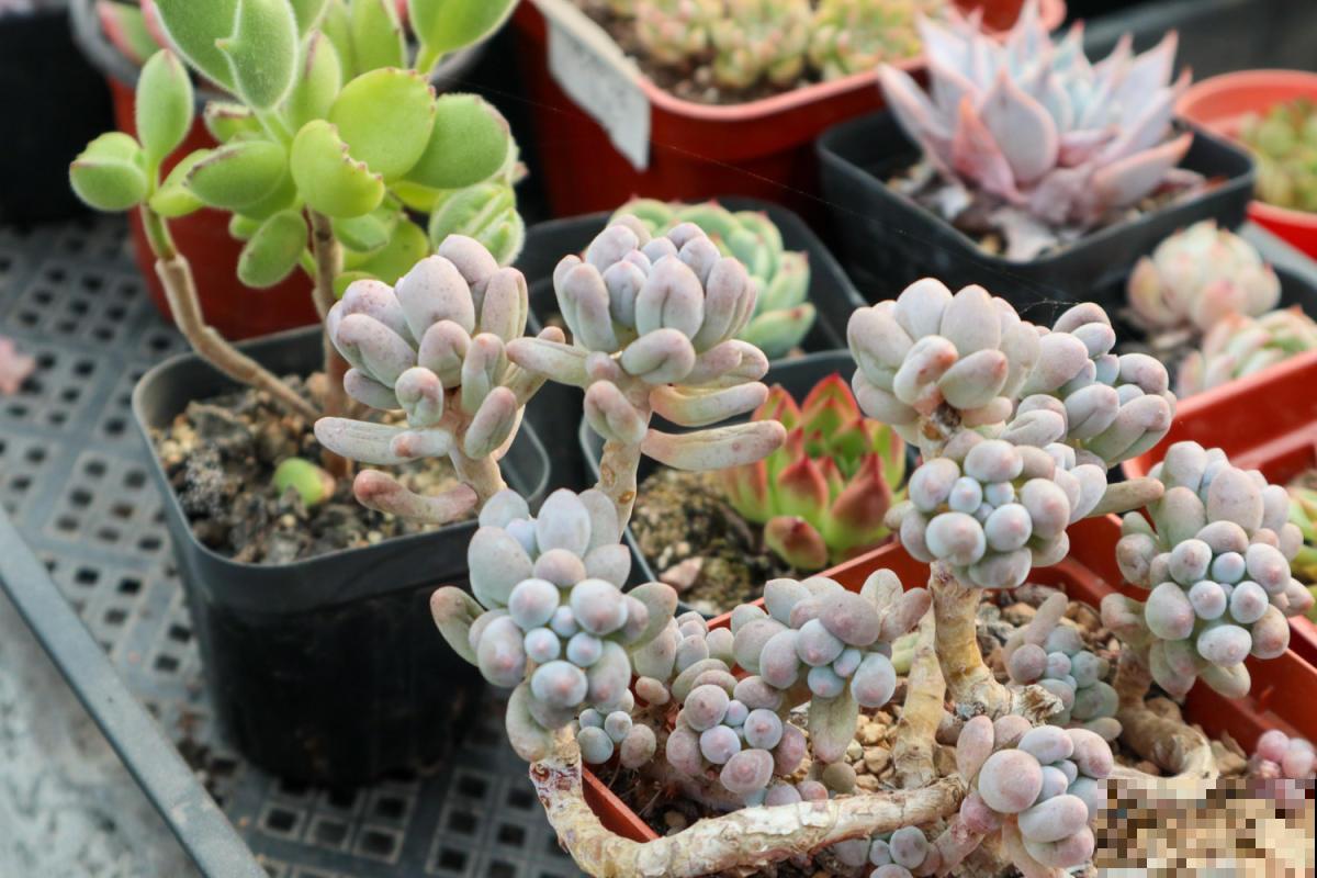 多肉养不活？学会这4招，个个都是“巨无霸”