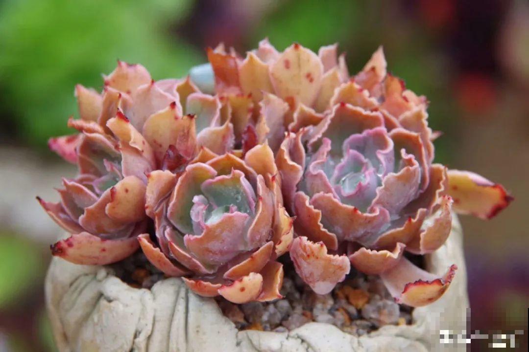 多肉要是养好了，精致得像艺术品，光看就很满足了