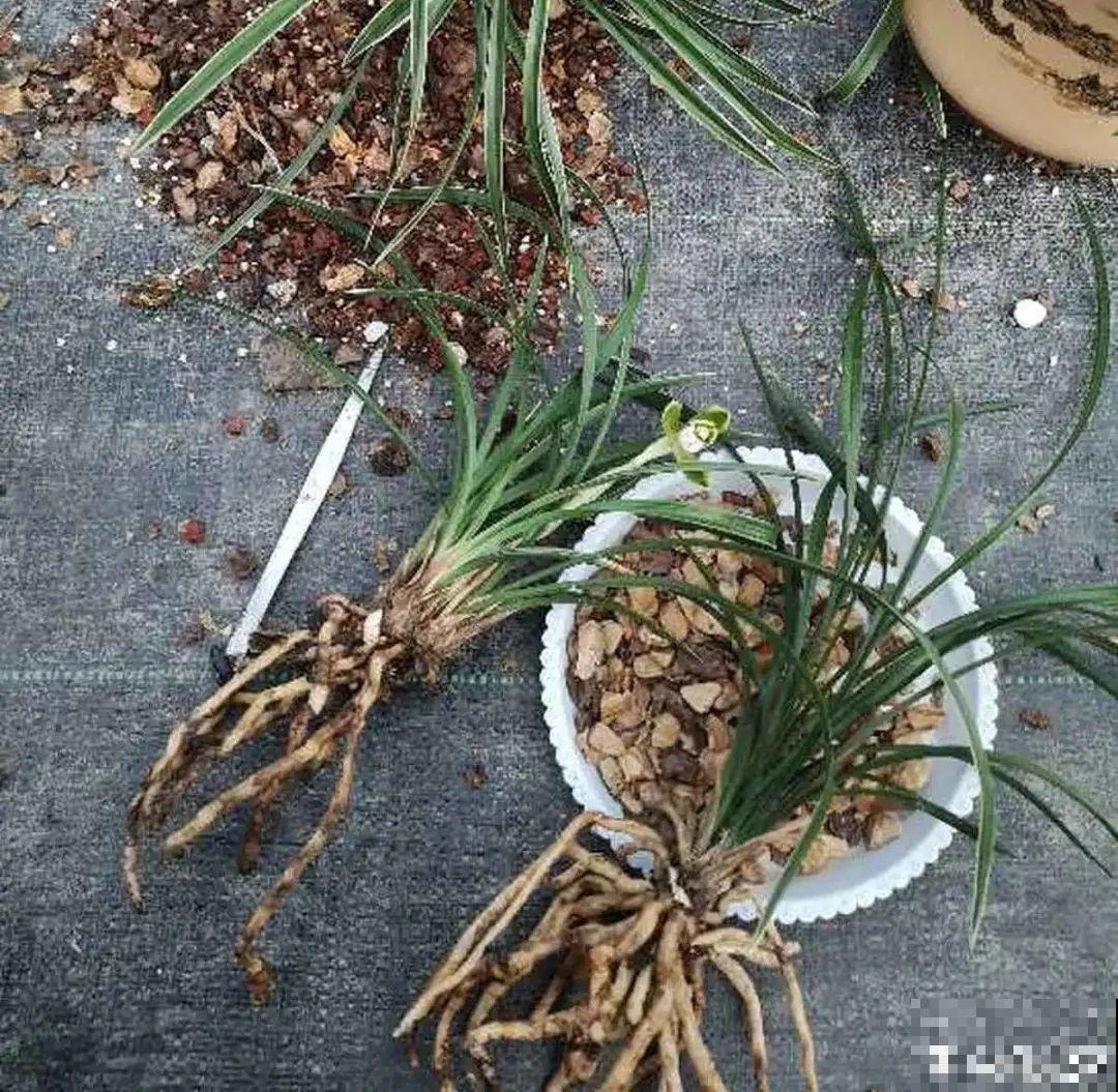 春天给花分株，1盆变成多盆，很快爆盆