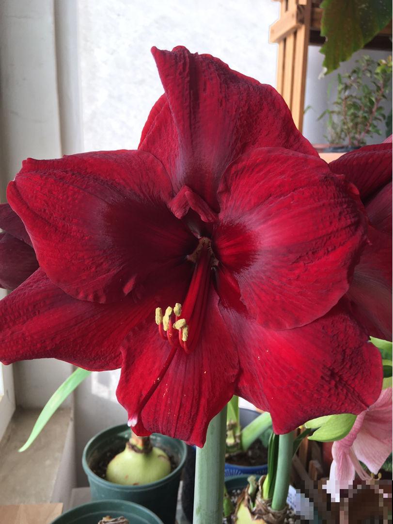 5种花吸引力太强,养好一盆,就会越来越上瘾 5种花吸引力太强,养好一盆,就会越来越上瘾