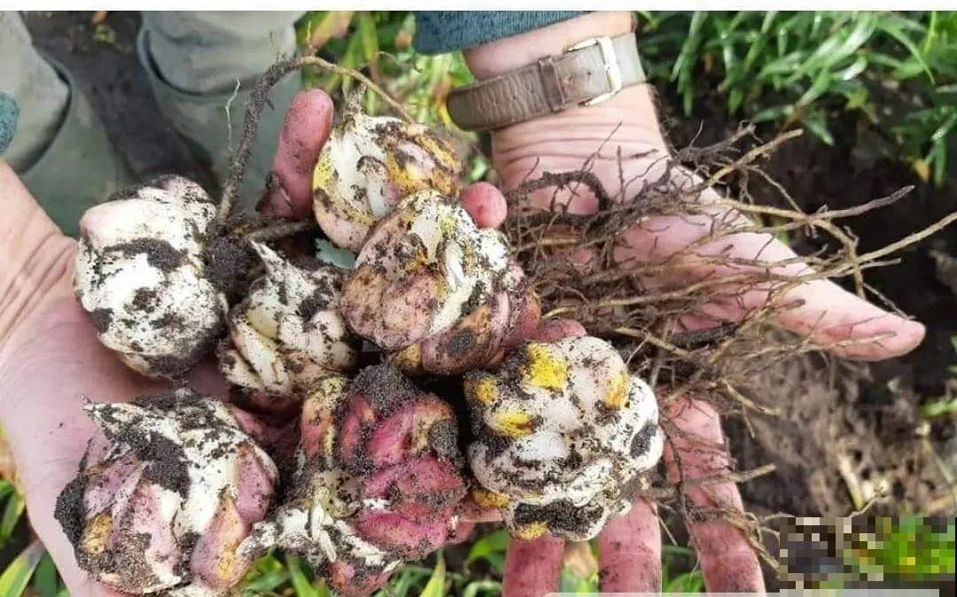 开花比脸大的百合，种下一个球，能爆一大窝球崽！