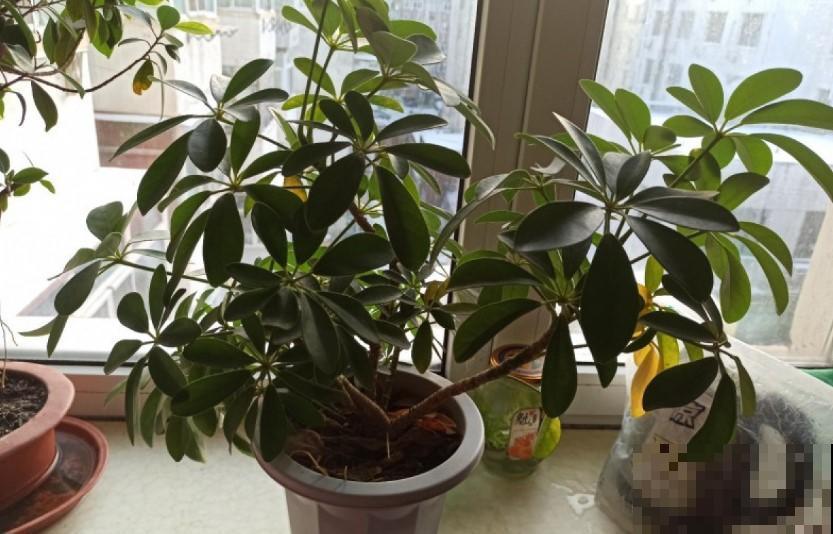 鸭掌木这么养,方法简单不黄叶,越长越旺盛! 鸭掌木这么养,方法简单不黄叶,越长越旺盛!