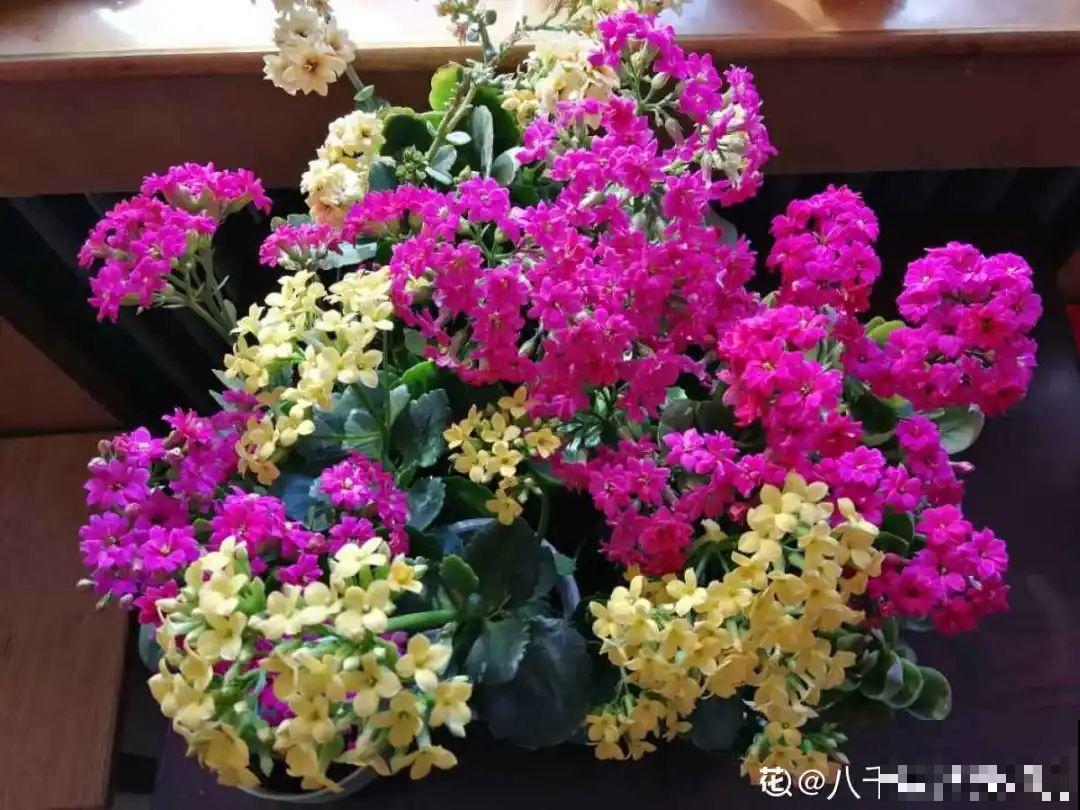 腊月买花，集齐“福禄寿”，才算好兆头