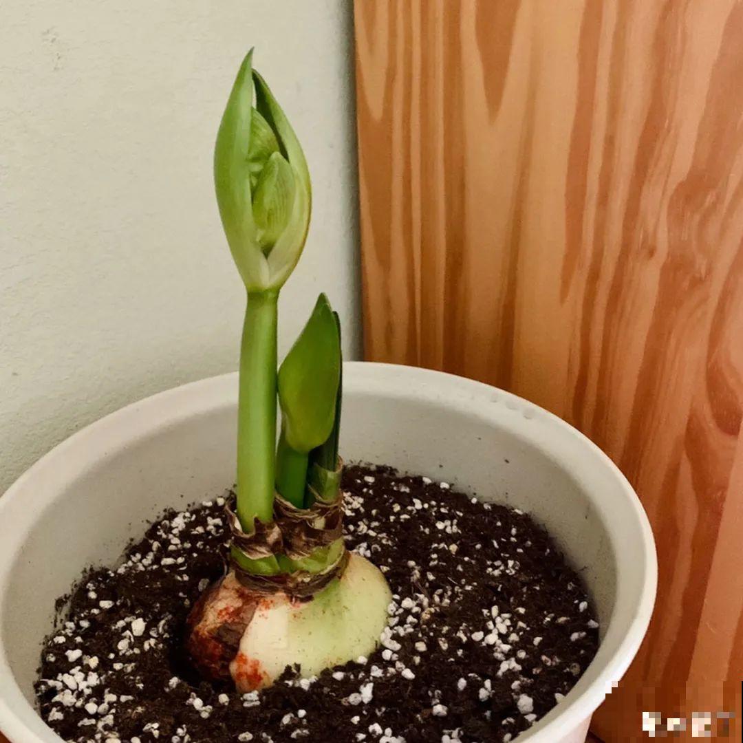 虎皮兰扒层土，嗖嗖冒芽，长得特旺