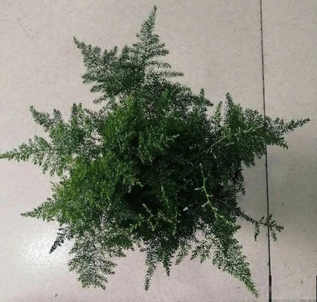 虎皮兰扒层土，嗖嗖冒芽，长得特旺