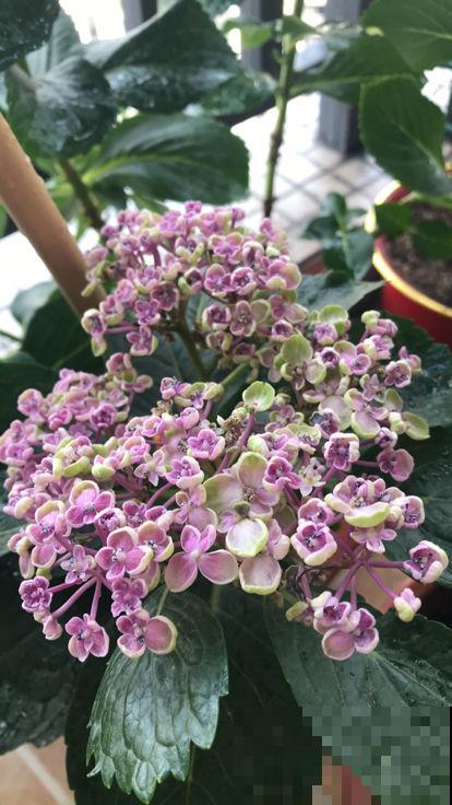 春天养花，最重要的是“准备”，要提前规划好