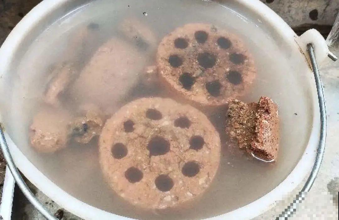 山上松果掉了一地,捡回家一袋子,拿来养花透气性超 山上松果掉了一地,捡回家一袋子,拿来养花透气性超