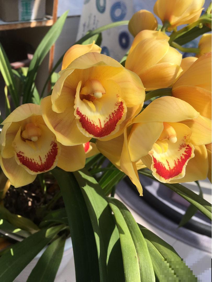 6种年宵花,现在买还便宜,再过一个月就涨价! 6种年宵花,现在买还便宜,再过一个月就涨价!