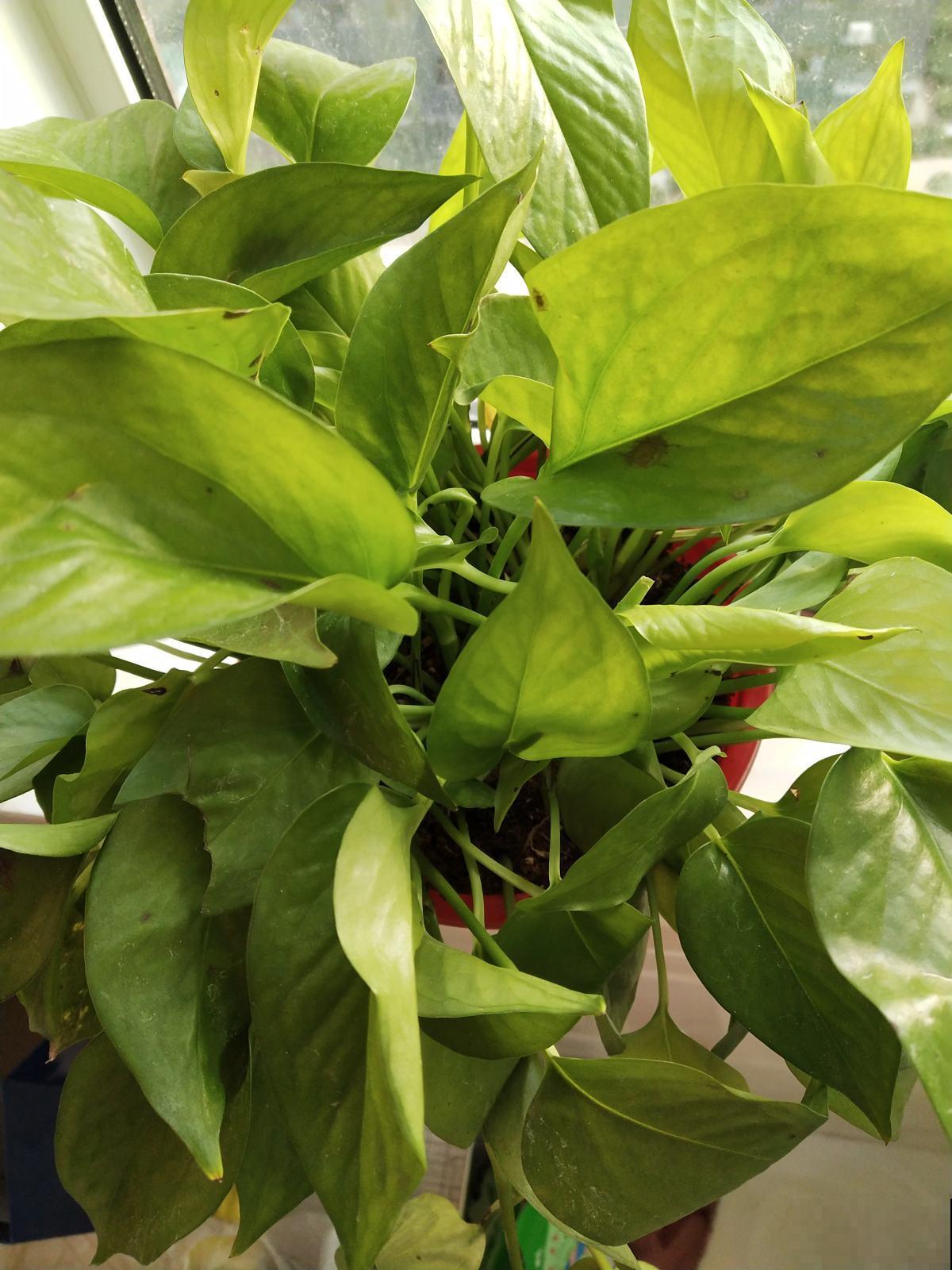 植物出现5种情况,说明根系有问题,要赶紧救治 植物出现5种情况,说明根系有问题,要赶紧救治