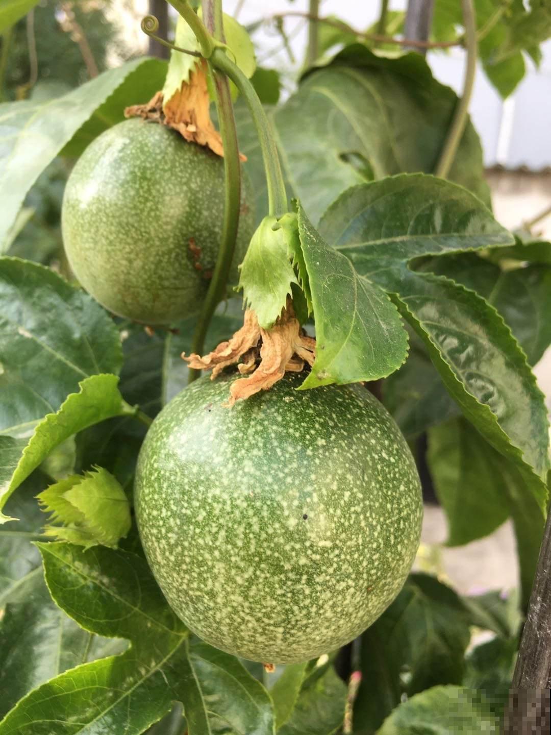 几粒种子就能种出百香果，省了不少钱，而且养护特简单！