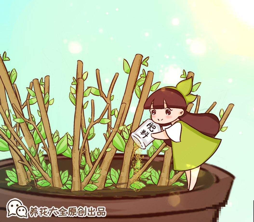 还不会给花施肥？养花施肥技巧，千万别再“乱施肥”！