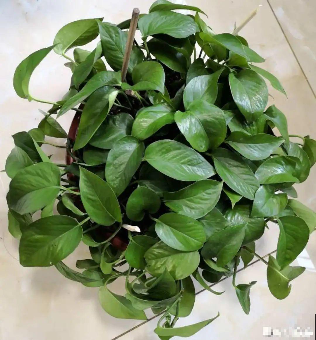 现在扦插超好活，剪根枝，捂3天，冒出狗牙根！