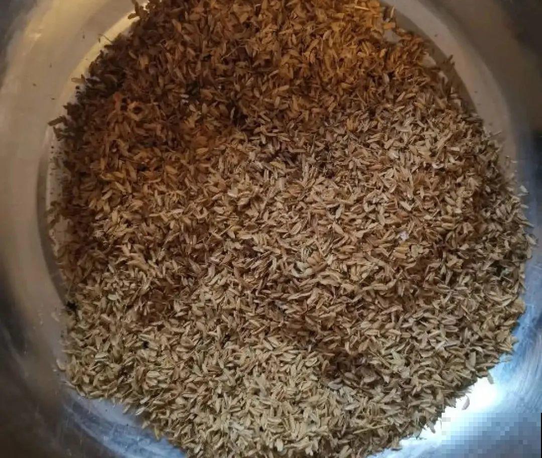 山上松果掉了一地,捡回家一袋子,拿来养花透气性超 山上松果掉了一地,捡回家一袋子,拿来养花透气性超